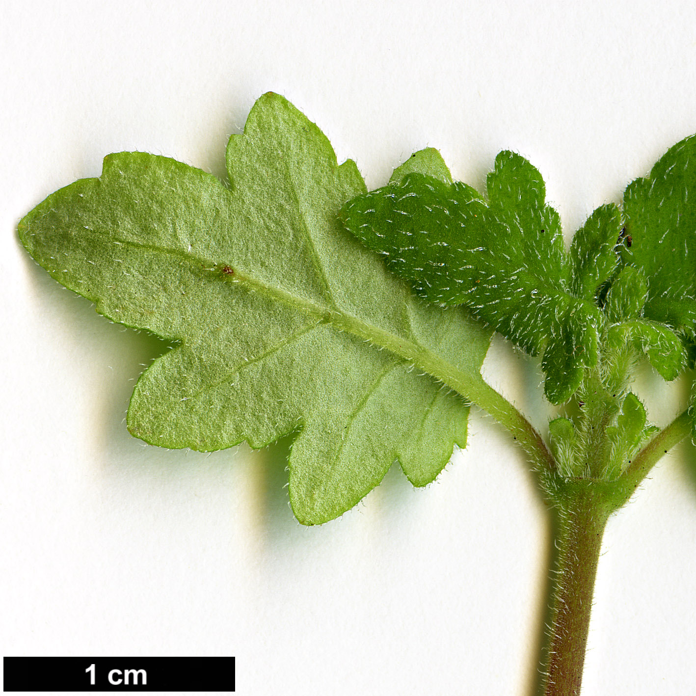 High resolution image: Family: Calceolariaceae - Genus: Jovellana - Taxon: violacea